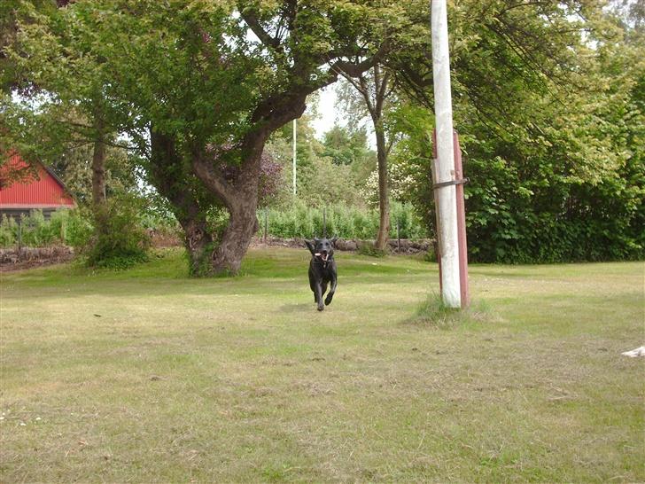 Labrador retriever Cora billede 1