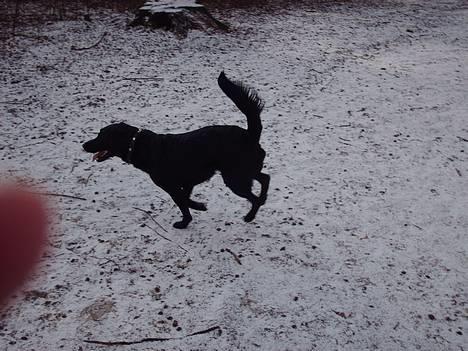 Labrador retriever Cora billede 2