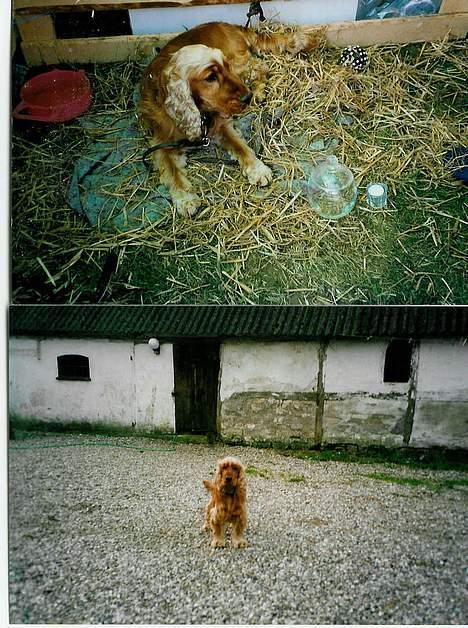 Cocker spaniel lucky  billede 5