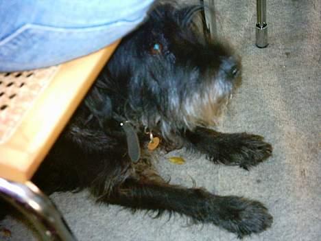 Mellemschnauzer knold  - jeg gemmer mig lige... billede 7