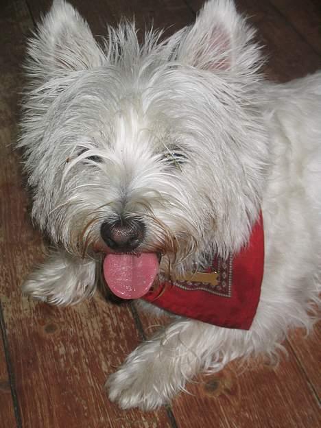 West highland white terrier Karla - Lad mig lige få pusten... billede 5