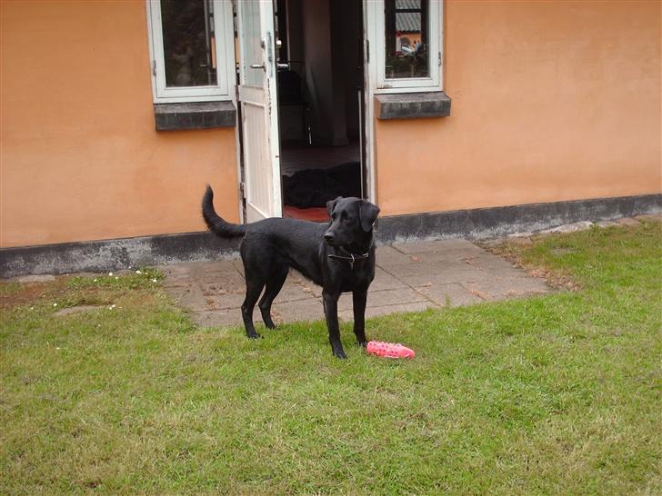 Labrador retriever Cora billede 3