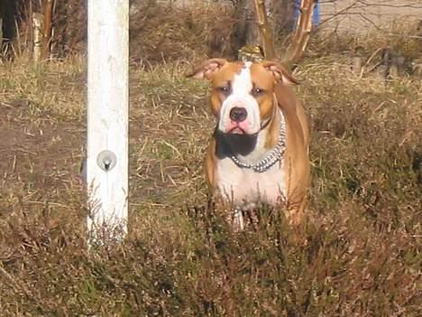 Amerikansk staffordshire terrier Freya - vores lille engel C",) billede 1