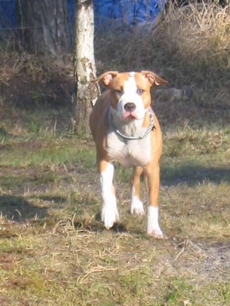 Amerikansk staffordshire terrier Freya - smuk er hun billede 2