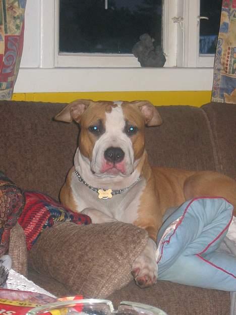 Amerikansk staffordshire terrier Freya - Freya efter en go´dag med masser af leg billede 3