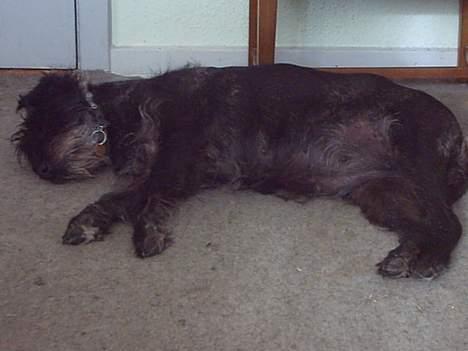 Mellemschnauzer knold  - slapper helt af, da ejer er lige i nærheden.... billede 8