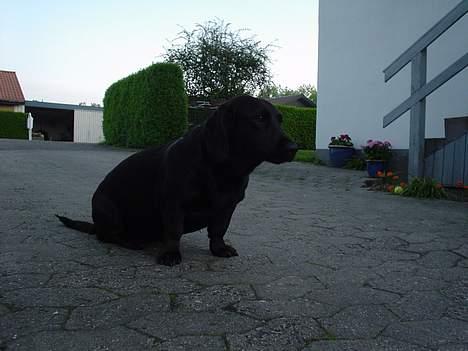 Blanding af racer Trine III billede 1