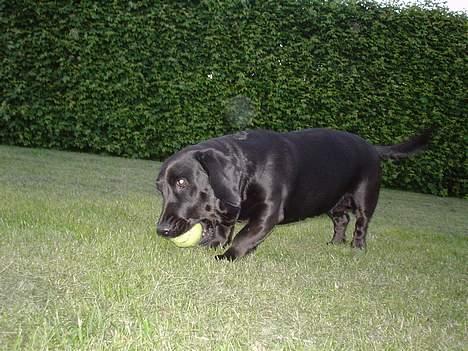 Blanding af racer Trine III - Her er jeg med en af mine mange bolde i haven billede 2