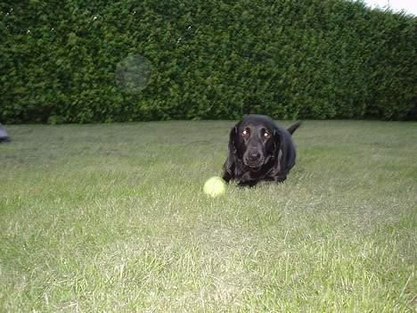 Blanding af racer Trine III billede 3