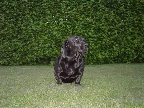 Blanding af racer Trine III billede 4