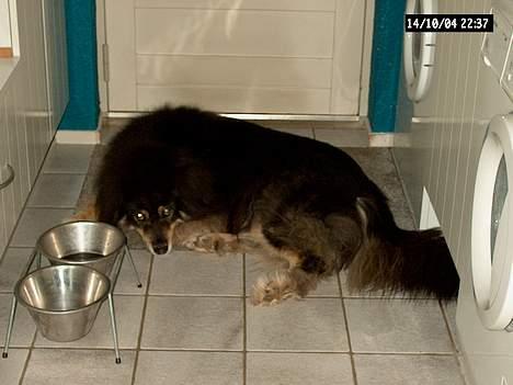 Finsk lapphund Dino billede 1