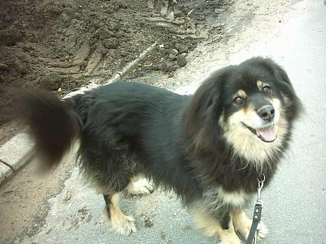 Finsk lapphund Dino billede 6