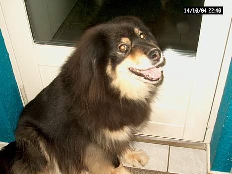 Finsk lapphund Dino billede 5
