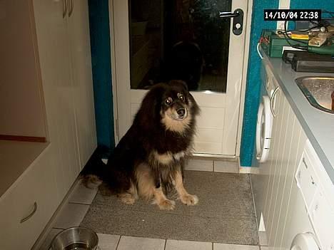 Finsk lapphund Dino billede 3