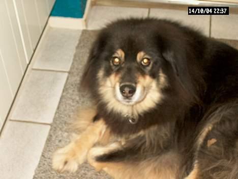 Finsk lapphund Dino billede 2