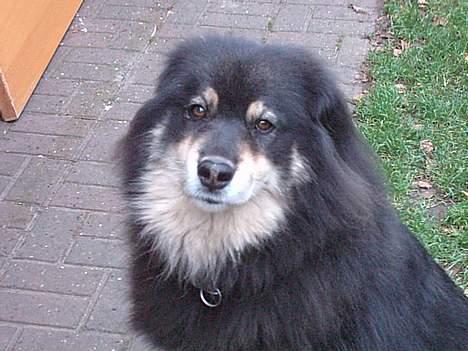 Finsk lapphund Dino billede 7