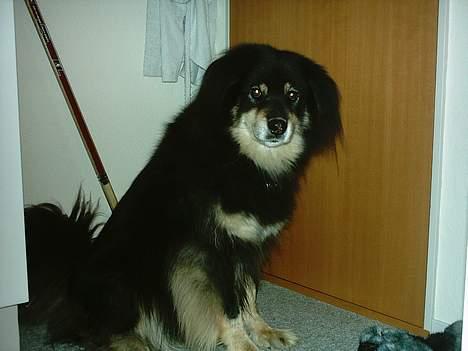 Finsk lapphund Dino billede 8