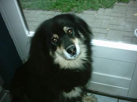 Finsk lapphund Dino billede 9