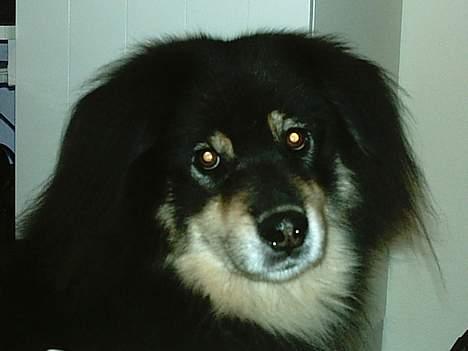 Finsk lapphund Dino billede 4