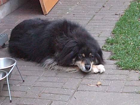 Finsk lapphund Dino billede 10