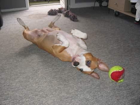 Amerikansk staffordshire terrier Freya - Freya leger med sig selv, hvilket hun er go´til *s* billede 4