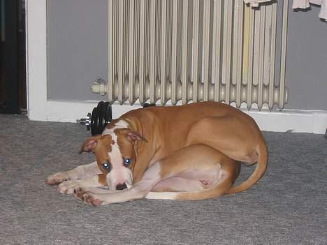 Amerikansk staffordshire terrier Freya - Freya ligger oven på Melly billede 5