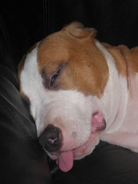 Amerikansk staffordshire terrier Freya - Til ære for fotografen rækker freya tunge billede 6