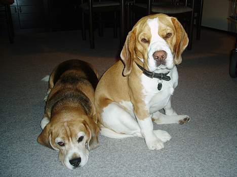 Beagle Percy - Percy sammen med Basil - Percy er i virkeligheden den mindste af dem! billede 8