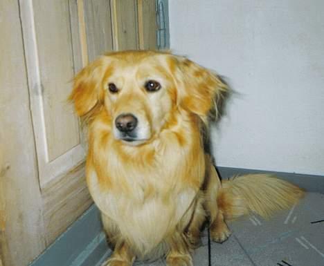 Blanding af racer Micki - Ååh såå dejlig hund...elsker ham<33 billede 1