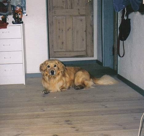 Blanding af racer Micki - "Hva er det??" billede 2