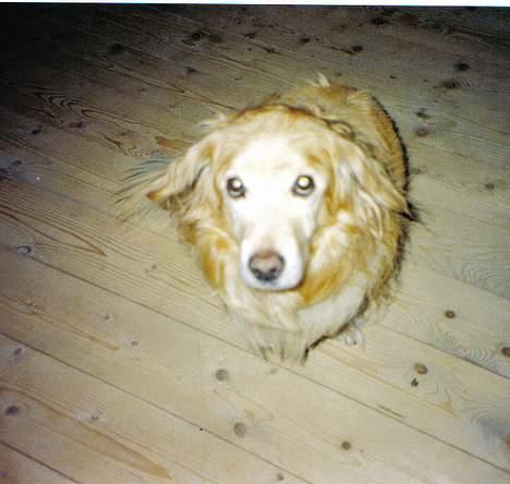 Blanding af racer Micki - Prøv lige at se uskyldig ud Micki!! billede 3