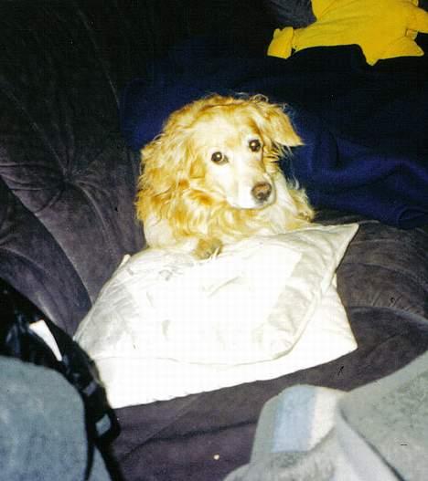 Blanding af racer Micki - Ahh dejlig sofa...!! billede 4