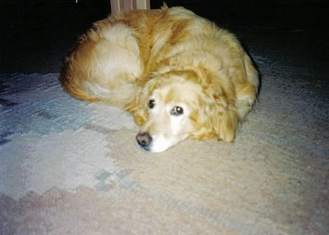 Blanding af racer Micki - Kan man nu ikke sove i fred?? billede 5