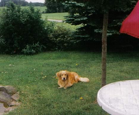 Blanding af racer Micki - "sten tur???":P billede 6