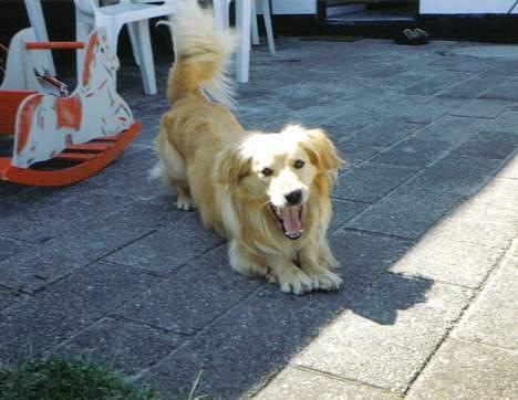 Blanding af racer Micki - Er man træt mickiboY? billede 7