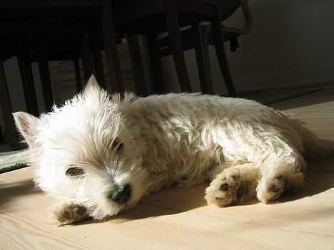 West highland white terrier Karla - Her er jeg bare lille bitte... billede 6