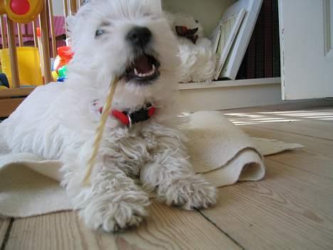 West highland white terrier Karla - Godt med lidt mundgodt... billede 7