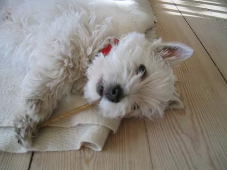 West highland white terrier Karla - Er jeg ikke bare dejlig!!! billede 8