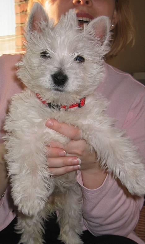 West highland white terrier Karla - Bad hairday... billede 9