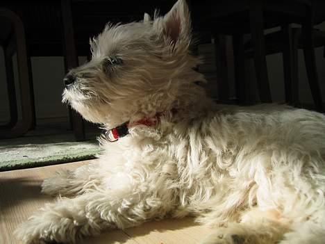 West highland white terrier Karla - Man har vel stil... billede 10