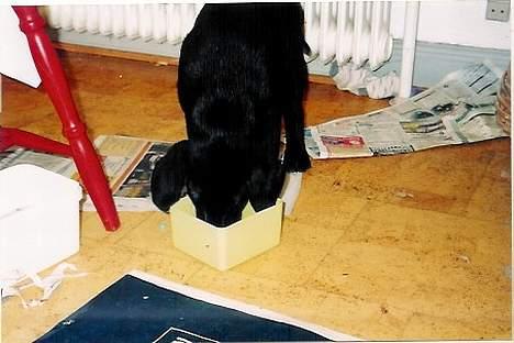 Labrador retriever           (formel1)Vikki  billede 2