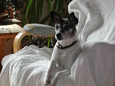 Dansk svensk gaardhund Chilli billede 1