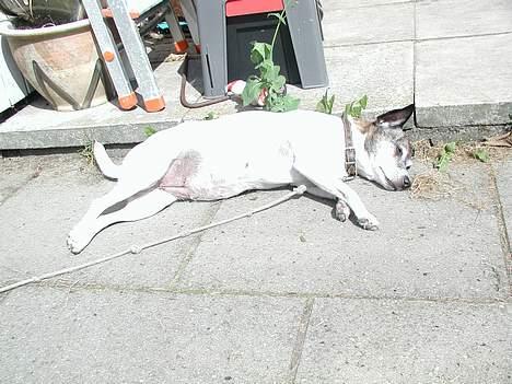 Dansk svensk gaardhund Chilli - Chilli ligger og soler sig billede 2