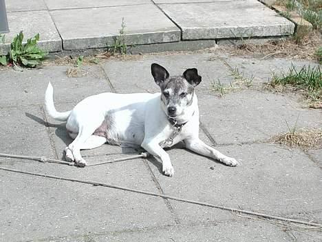 Dansk svensk gaardhund Chilli billede 3
