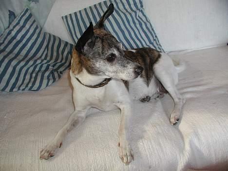 Dansk svensk gaardhund Chilli billede 4