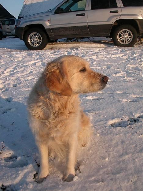 Golden retriever Fair Lady Laura - Bella † - Dejlige BElla en tur i sneen ;o) billede 2