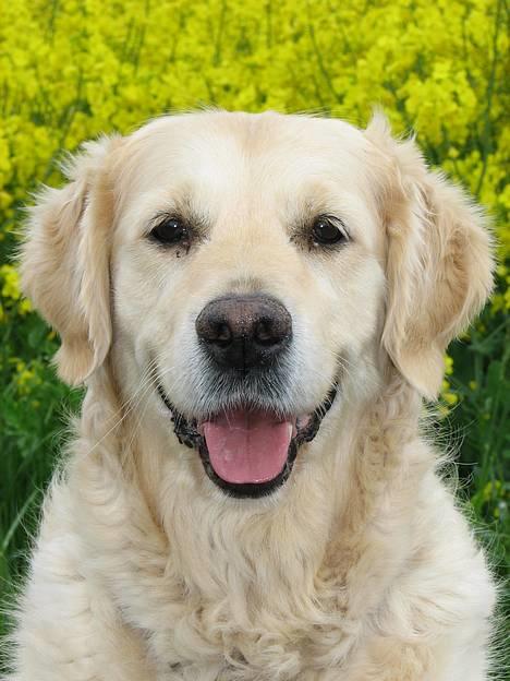 Golden retriever Fair Lady Laura - Bella † - "En glad hund, se hvor hun smiler" d. 5-6-2006 billede 6