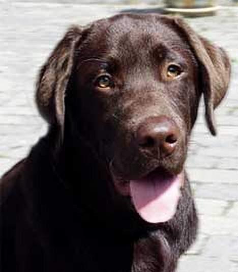 Labrador retriever Rolf - Omkring 5 måneder. billede 1