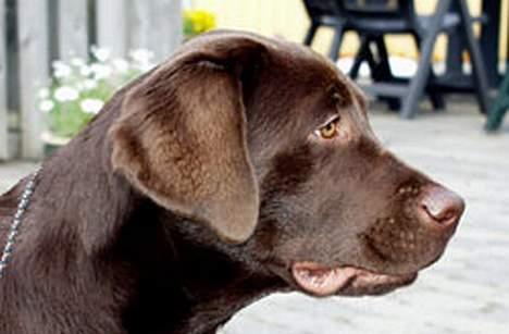 Labrador retriever Rolf billede 3