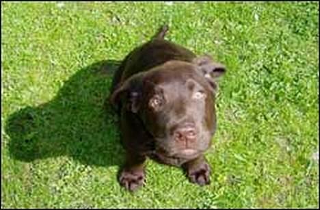 Labrador retriever Rolf - Her er Rolf 4 måneder gammel. billede 4